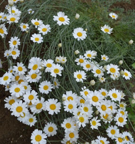 Pyrethrum, Dalmatinisches (Pflanze)